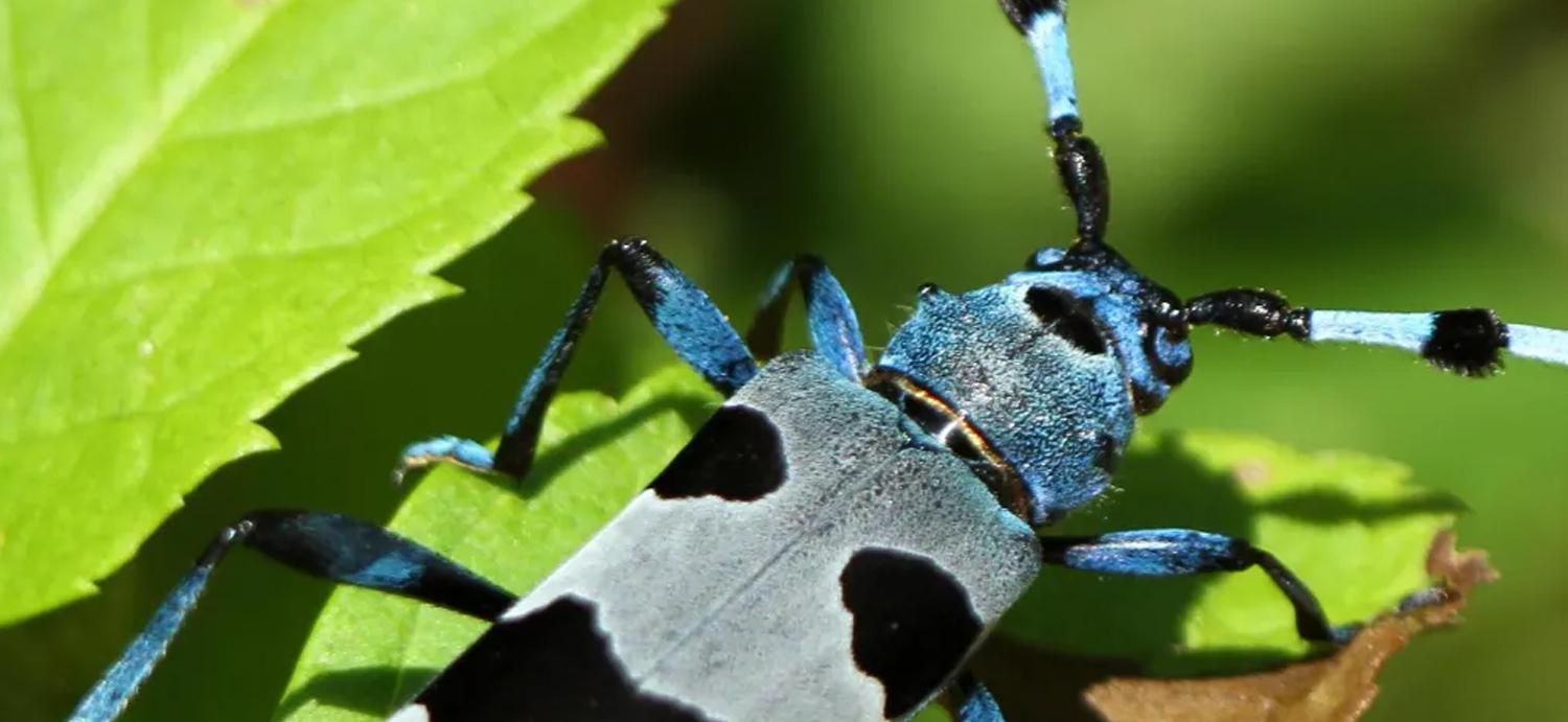 coleoptere.jpg