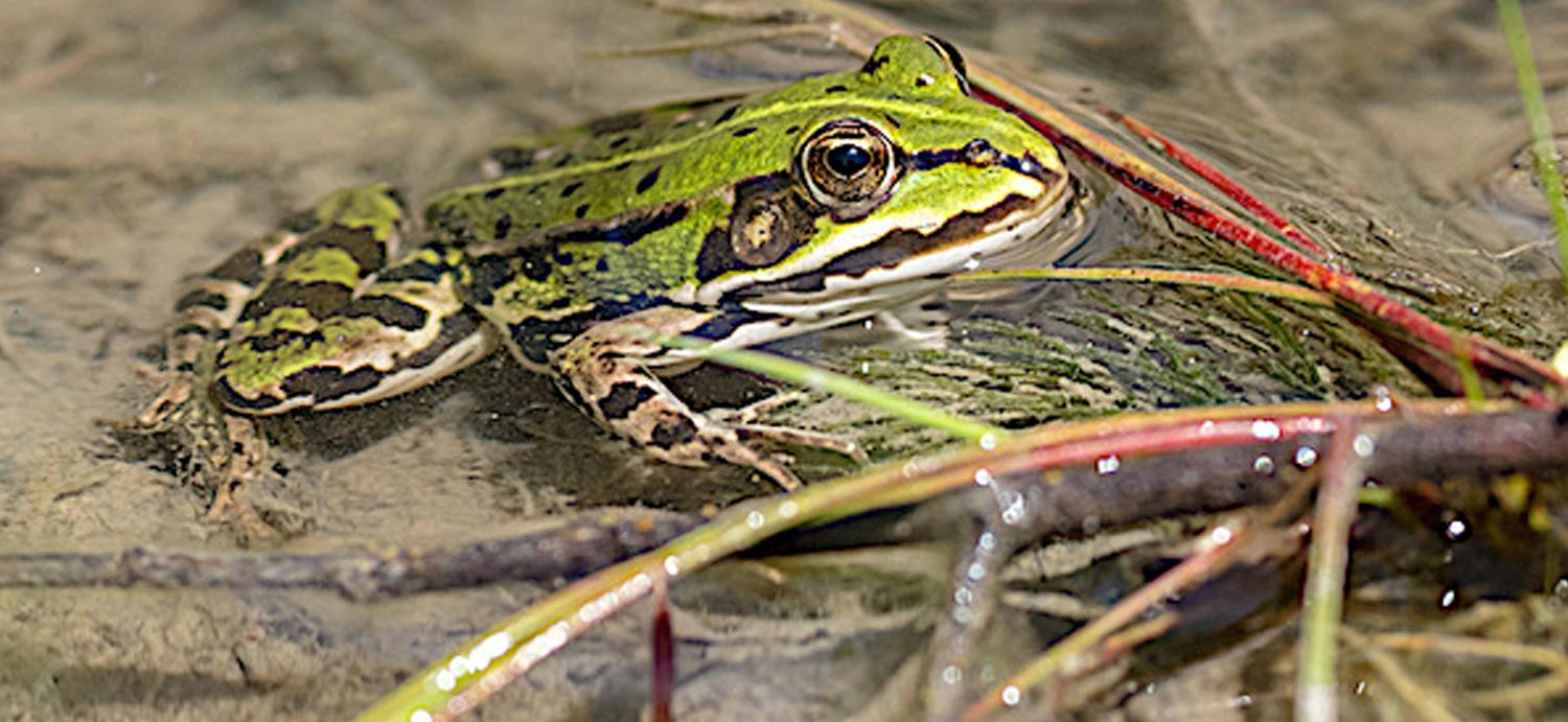 mare-grenouille.jpg